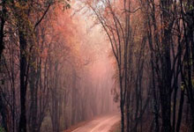 [冰雪]国家冰壶队以全胜战绩进入半决赛.